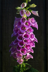 Purple Foxglove Close-Up Macro Photograph Showing Tubular Bell Flowers and Delicate Petal Texture © Jevanto Protography