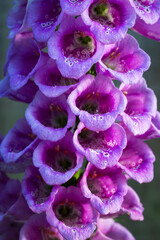 Purple Foxglove Close-Up Macro Photograph Showing Tubular Bell Flowers and Delicate Petal Texture © Jevanto Protography