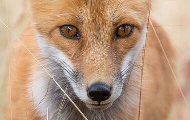 Naklejka premium Fox in the Grass
