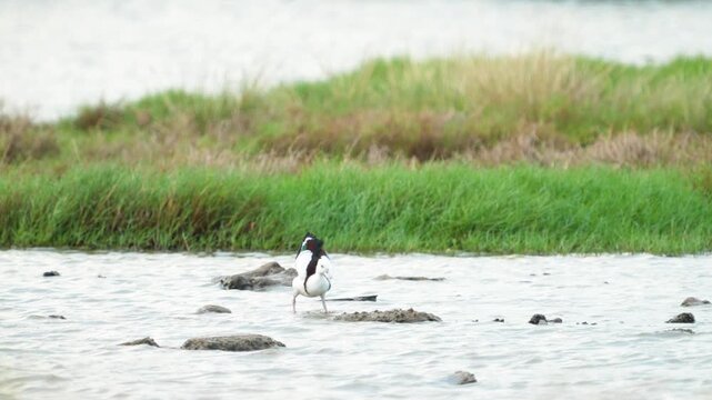 Radjah Shelduck in lake found in Thailand, this is a rare migratory waterfowl from Australia and New Guinea.
