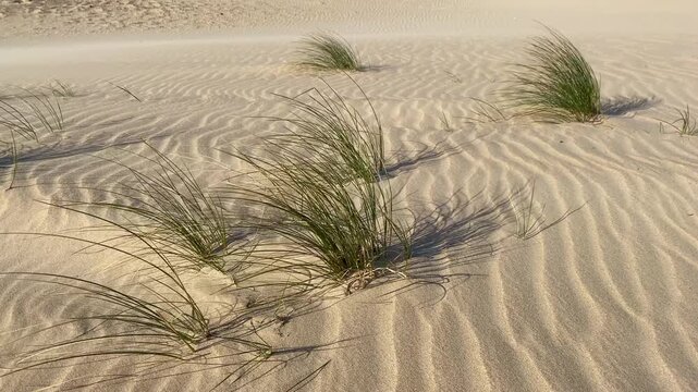Gentle wind in the tufts of grass in the sand dunes. Light and shadow in desert sand pattern.