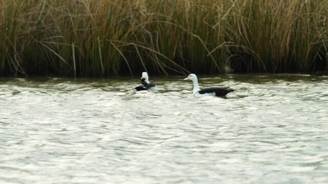 Radjah Shelduck in lake found in Thailand, this is a rare migratory waterfowl from Australia and New Guinea.