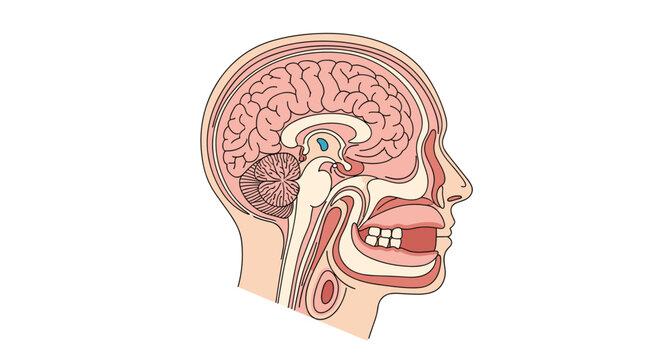 Detailed anatomical cross-section of a human head showing the brain, nasal cavity, mouth, and upper respiratory tract.