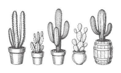 Five hand drawn potted cacti and succulents in various pots and a barrel cactus plant © Mahin
