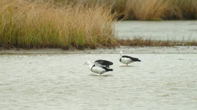 Radjah Shelduck in lake found in Thailand, this is a rare migratory waterfowl from Australia and New Guinea.