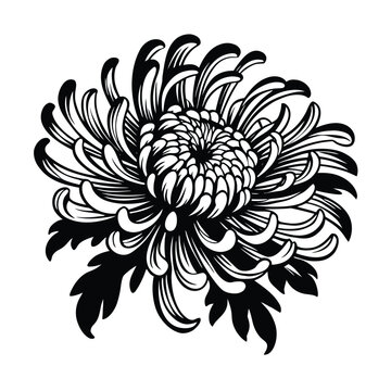Chrysanthemum flower continuous line art vector illustration with modern minimalist botanical aesthetic