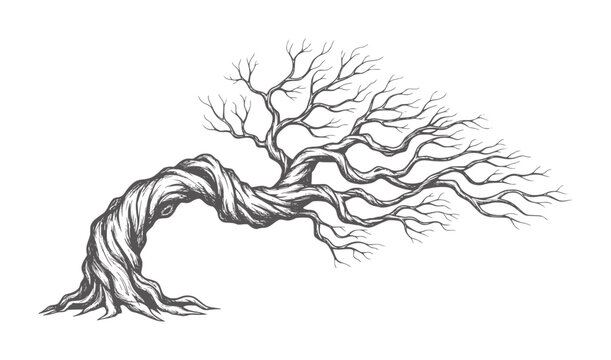 Gnarled bare tree trunk twisting with branches reaching outwards