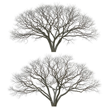 Two bare deciduous trees with intricate branch patterns, isolated on a transparent background, showcasing winter dormancy and natural form.