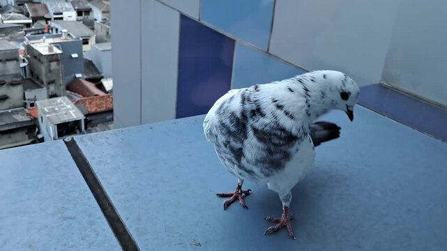 A close up shot of a grey feral pigeon bird perched and moving on a blue balcony ledge.