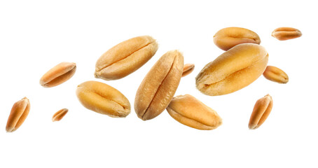 Obraz premium Wheat grains flying in air against white background