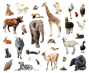 Obraz premium Many different animals on white background, set
