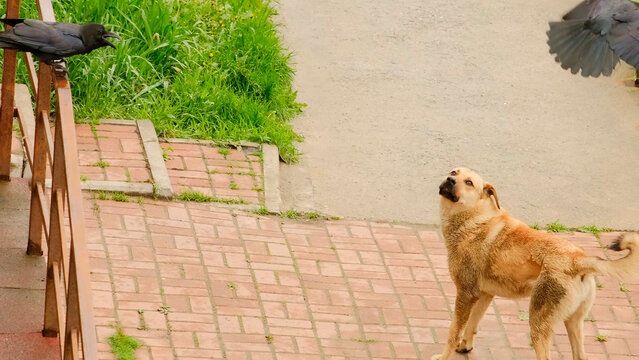 A male and female black raven attack a dog in a residential yard. Bird aggression during nesting season.