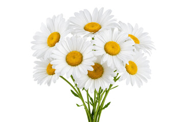 Fototapeta premium A beautiful bouquet of white daisies with bright yellow centers on a white background
