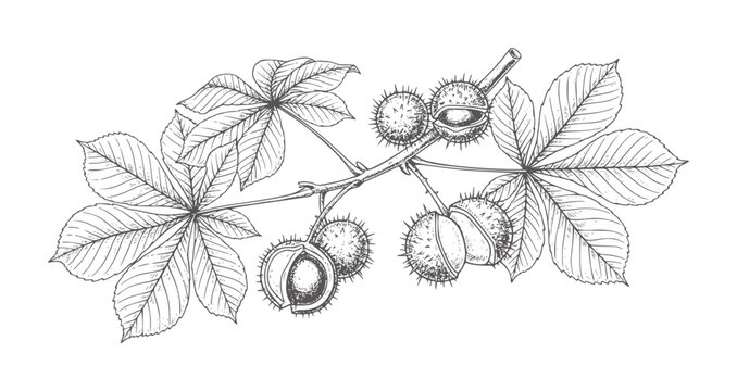 Hand drawn of horse chestnut branch with spiky seed pods and leaves