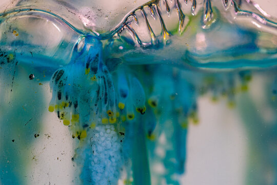 Often found in tropical and subtropical waters, this dangerous marine species may wash ashore during seasonal currents and monsoon conditions. Dangerous Portuguese Man of War Jellyfish at Karon beach