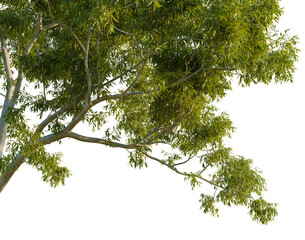 Low angle view of Corymbia aparrerinja branches with vibrant green leaves isolated on black background, native Australian ghost gum tree cutout for landscape design. © NguyenDuc