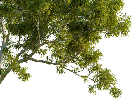 Low angle view of Corymbia aparrerinja branches with vibrant green leaves isolated on black background, native Australian ghost gum tree cutout for landscape design.