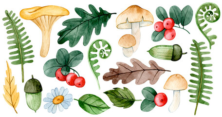 set of autumn watercolor elements. mushrooms berries, and leaves. © Tatiana