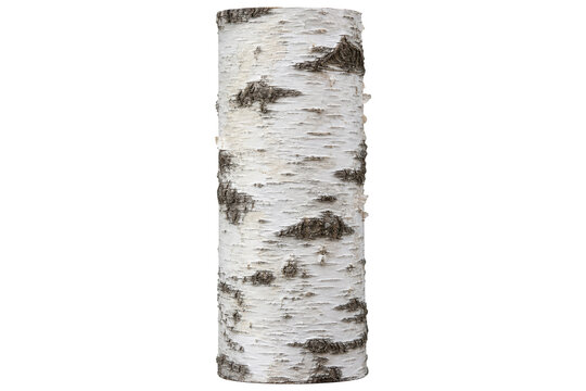 Close-up of a birch tree trunk with distinctive white bark and dark markings
