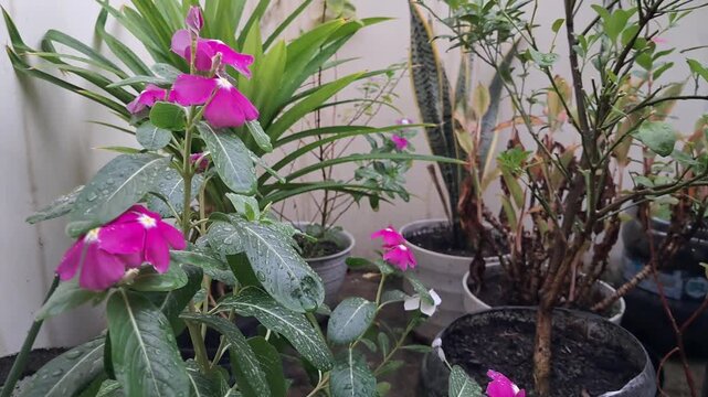 A gentle handheld clip focusing on beautiful pink adenium desert rose flowers blooming on a green bush while rain drops fall on them.