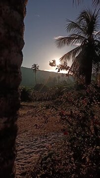 Lindo amanhecer com raios do sol em meio a palmeiras tropical no litoral do Brasil