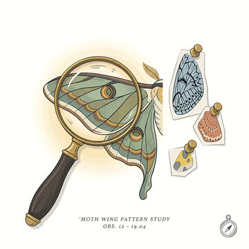 Moth Wing Pattern Under Magnifying Glass.