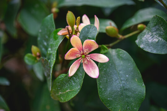 Close Up of Pink and Cream Clusia Rosea Flower in a Tropical Botanical Garden