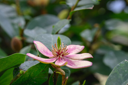 Close Up of Pink and Cream Clusia Rosea Flower in a Tropical Botanical Garden