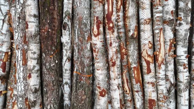 Birch tree trunks stacked closely together, showcasing the distinct white bark and rough texture, with variations in color and pattern visible across the surface in a natural setting