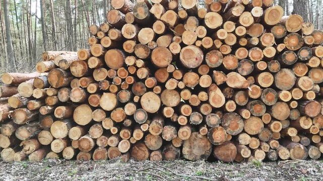 Stacked logs in a forest setting show a gradual change in arrangement, with varying sizes and diameters, highlighting the natural wood texture and surrounding greenery