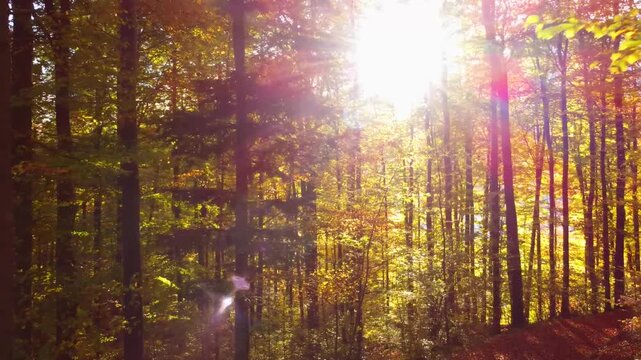 autumn trees in the forest
