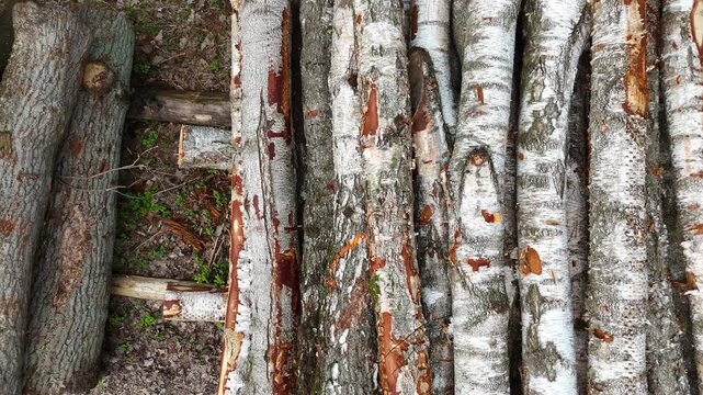 Birch tree trunks stacked closely together, showcasing the distinct white bark and rough texture, with variations in color and pattern visible across the surface in a natural setting