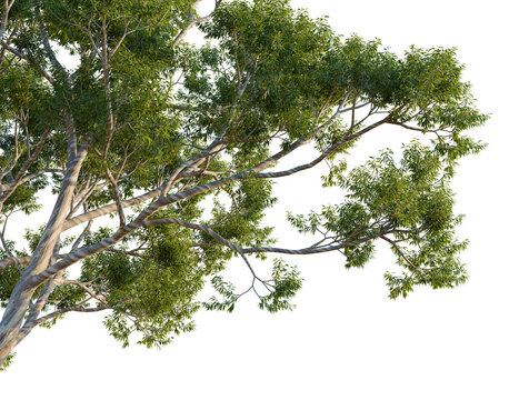 Isolated graphic element featuring a broad, dense section of a mature Eucalyptus globulus tree crown, set against a solid black isolated background. The gnarled, rough-barked trunk and major limbs eme
