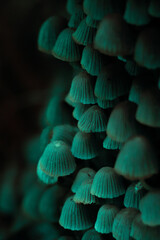 nature photography  © BURAK EMRE