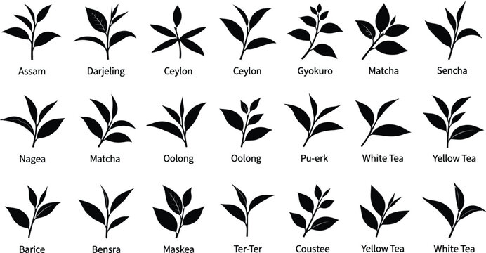 Black Silhouette Tea Leaf Assam Darjeeling Ceylon Matcha Oolong Sencha Green White Yellow Vector Icon Design Set
