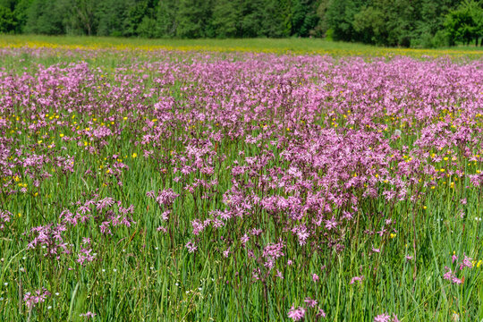 Silene flos-cuculi auf einer Wiese am Pegnitztalradweg bei Enzendorf Mittelfranken N&uuml;rnberger Land