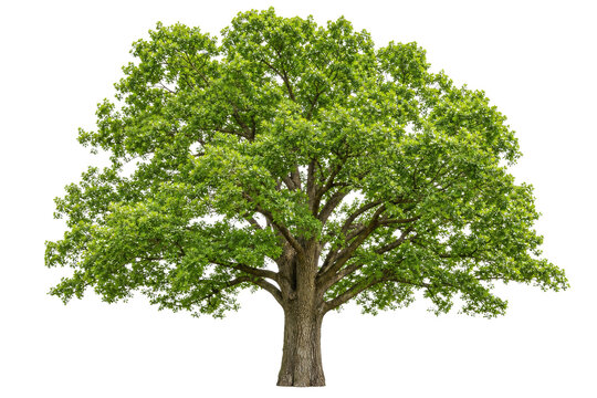 Majestic green oak tree with a full canopy of leaves on a white background