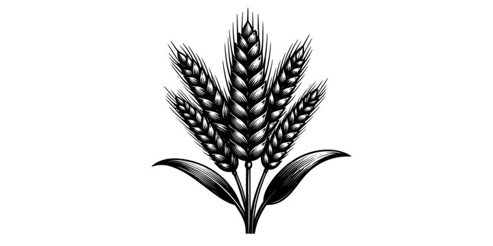 Ear of Wheat Grain Agriculture and Organic Food Icon Set
