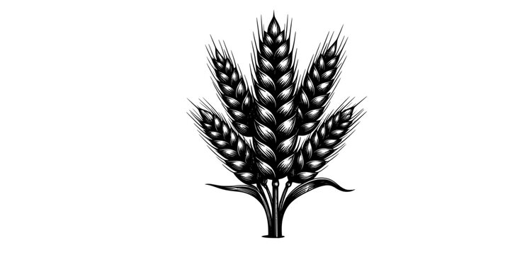 Ear of Wheat Grain Agriculture and Organic Food Icon Set
