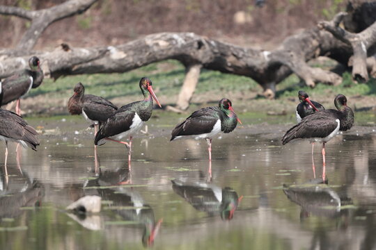 The black stork (Ciconia nigra) is a large bird in the stork family Ciconiidae. This photo was taken in India.