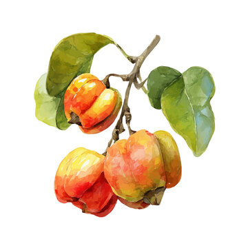 Ackee watercolor drawing vector, high-quality modern illustration on a pure white background