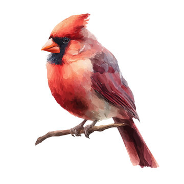 Watercolor Cardinal vector illustration, elegant artistic painting style, high-resolution isolated on pure white background