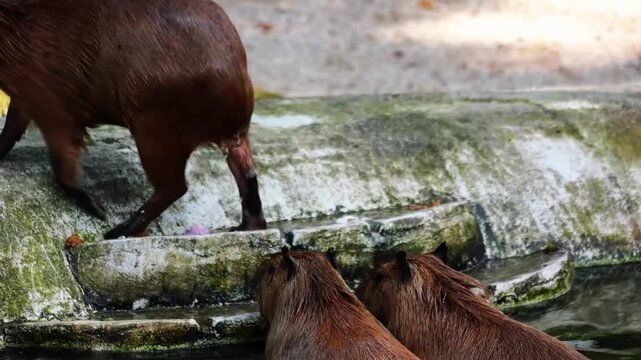 Cute funny capybaras chilling in the pond in the park