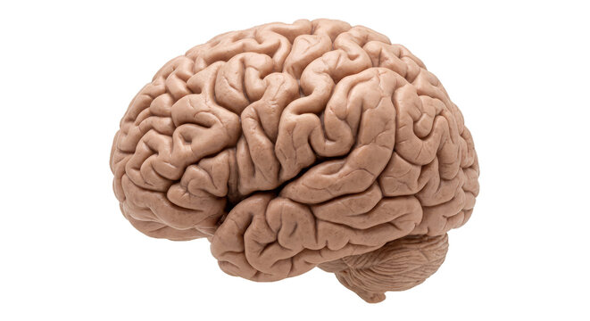 Detailed view of a human brain with intricate gyri and sulci on a white background