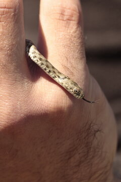 snake natrix 