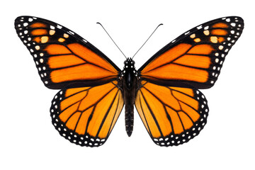 Fototapeta premium Monarch butterfly with vibrant orange wings and black veins on a white background