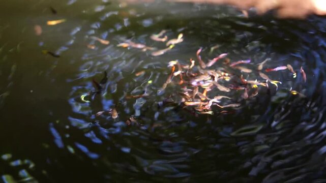 Colorful Guppy Fish School Feeding on Bread Crumbs in Freshwater Pond