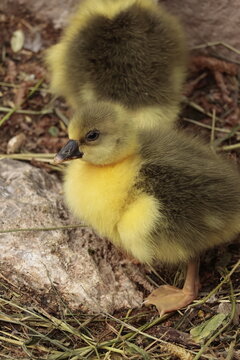 duckling in the nest