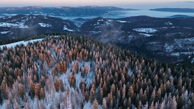 Drone reverse descending flight past frosted evergreen trees revealing distant Skrzyczne and Barania Gora ridges