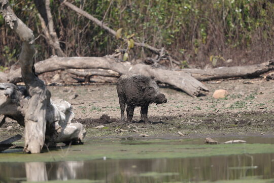 The wild boar (Sus scrofa davidi) is a suid native to much of Eurasia and North Africa. This photo was taken in North India.